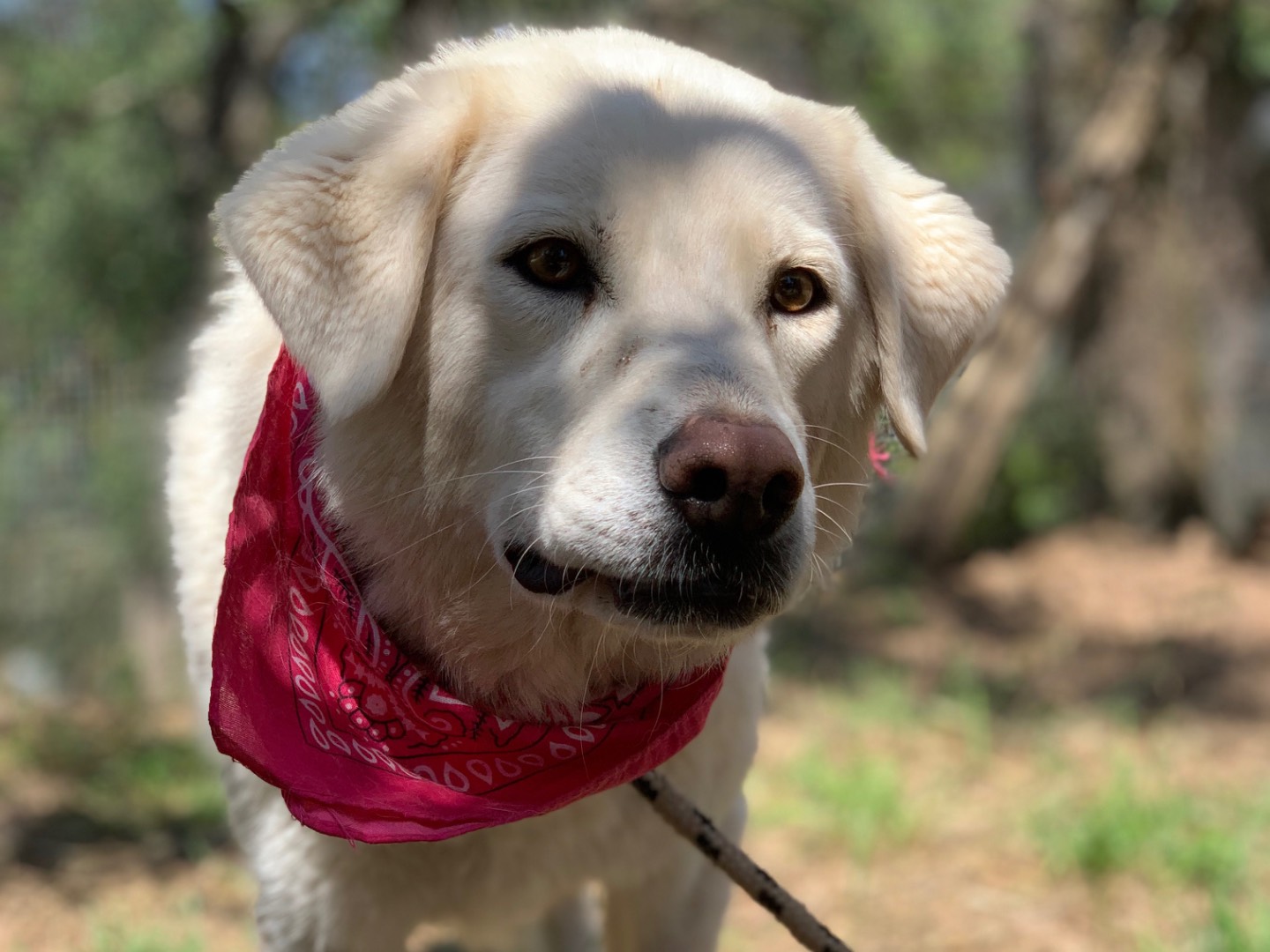 Adotta un cane, femmina, 6 anni e 8 mesi, Latina
