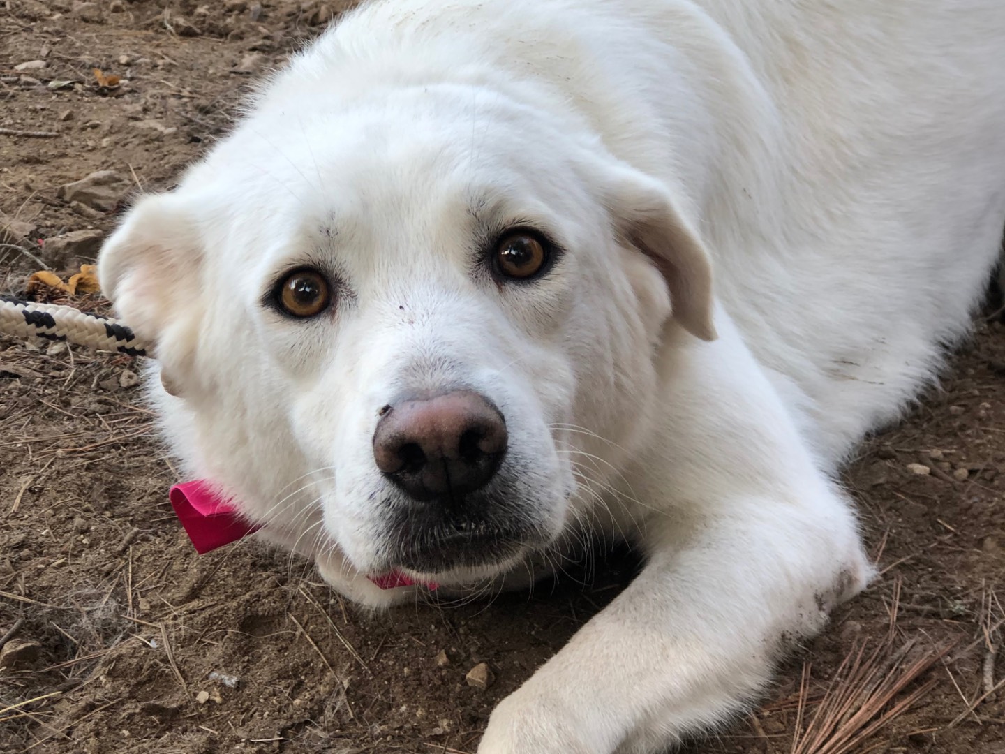 Adotta un cane, taglia media, femmina, Latina