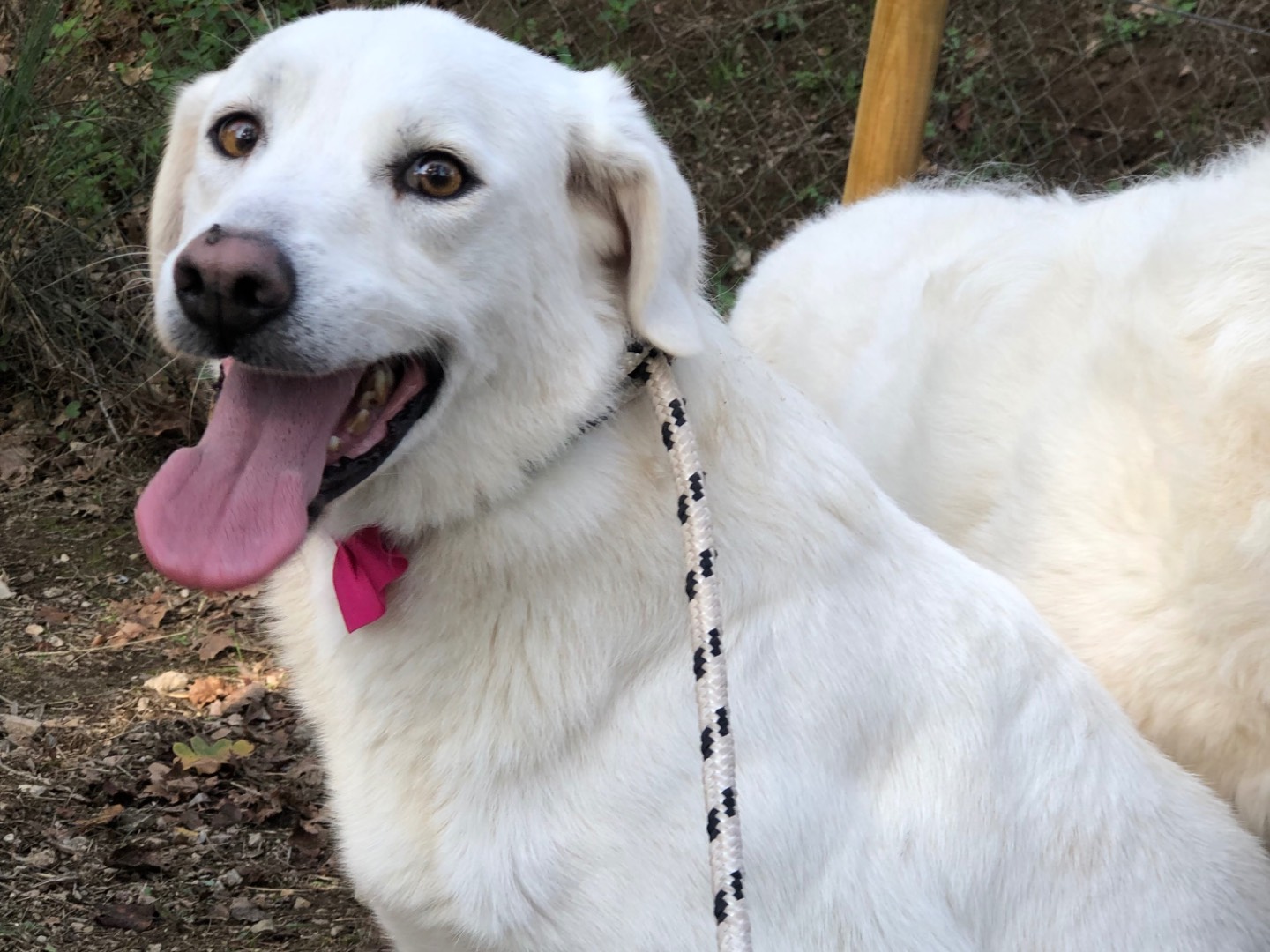 Vuoi adottare un cane a Latina?