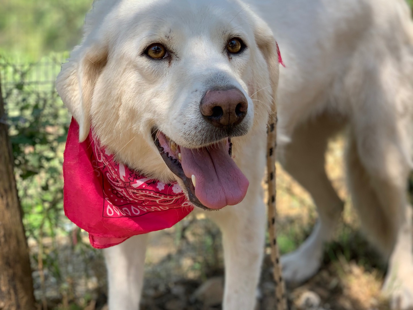Adotta il cane Ambra  a Latina