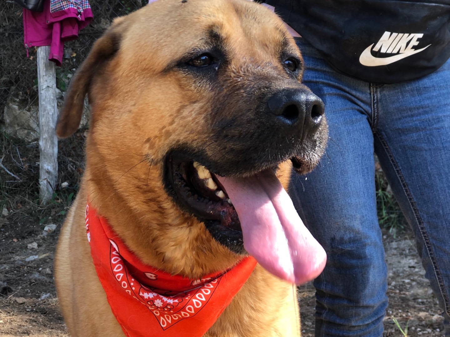 Adozione cane, maschio, Razza sconosciuta Razza sconosciuta, 4 anni e 5 mesi, taglia grande, Latina