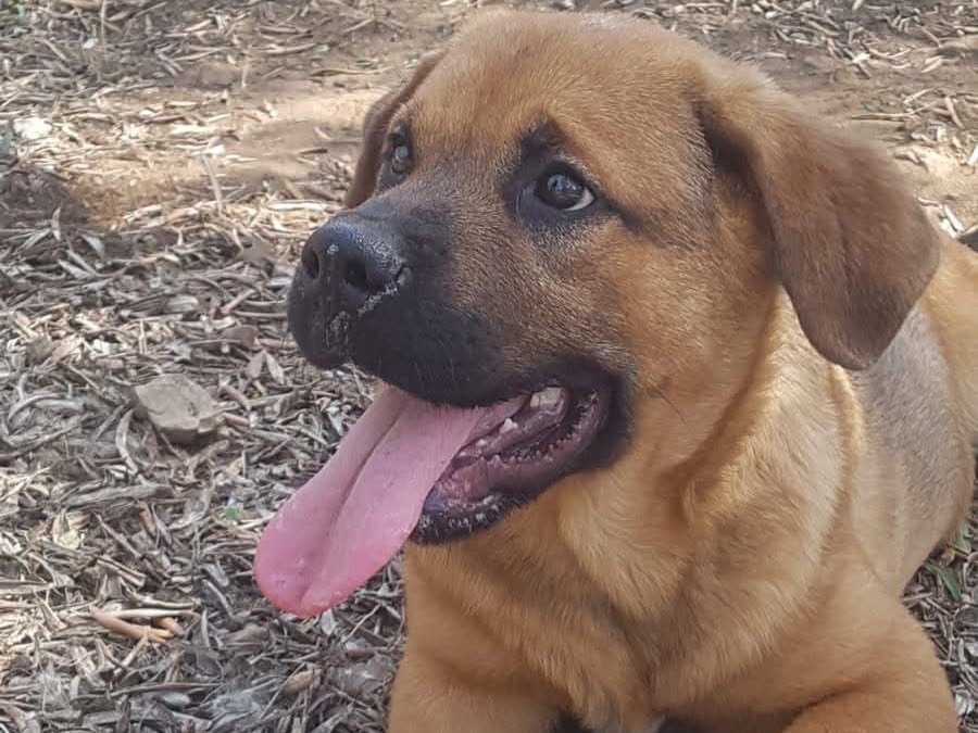 Adotta il cane Bud a Latina