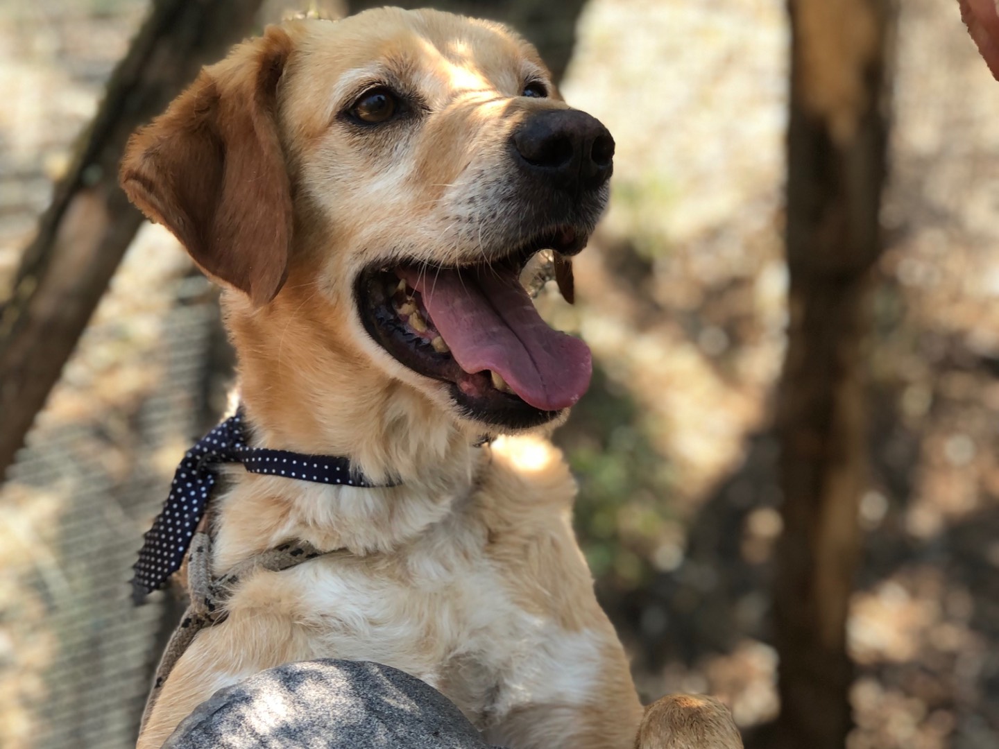 Adotta un cane, maschio, 6 anni e 3 mesi, Latina