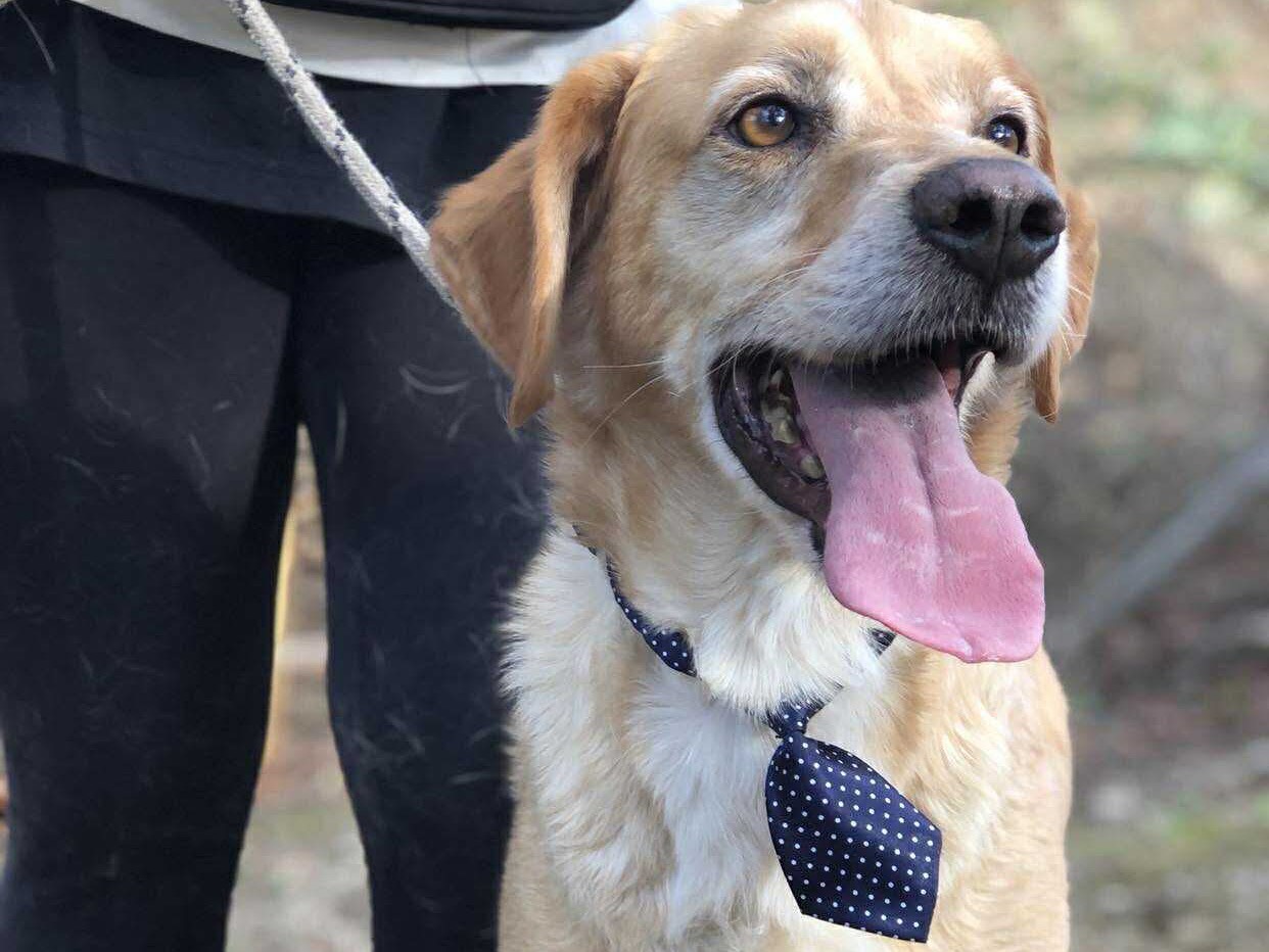 Adotta un cane, taglia media, maschio, Latina