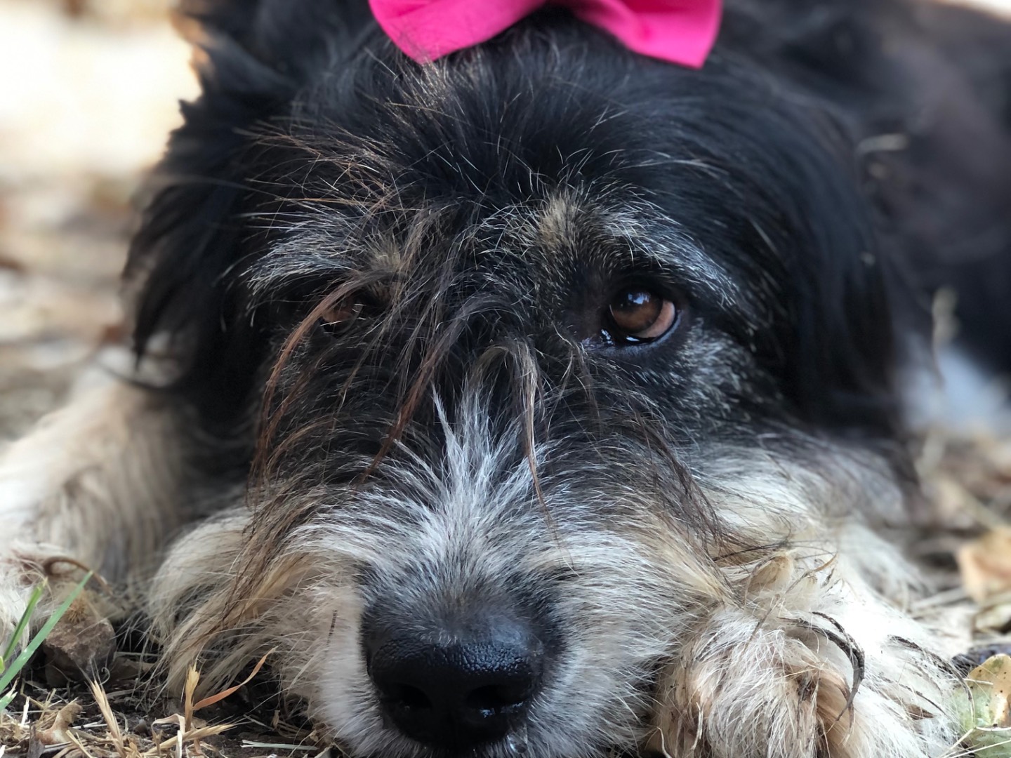Adozione cane, femmina, Razza sconosciuta Razza sconosciuta, 5 anni e 3 mesi, taglia grande, Latina
