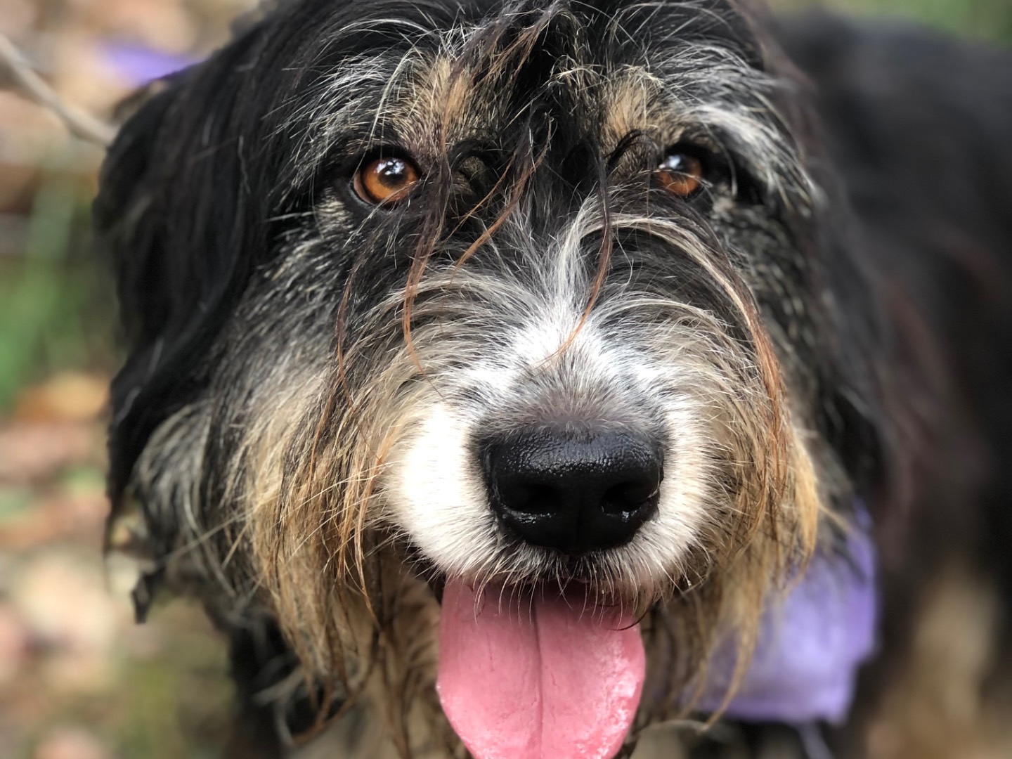Adotta un cane, femmina, 5 anni e 3 mesi, Latina