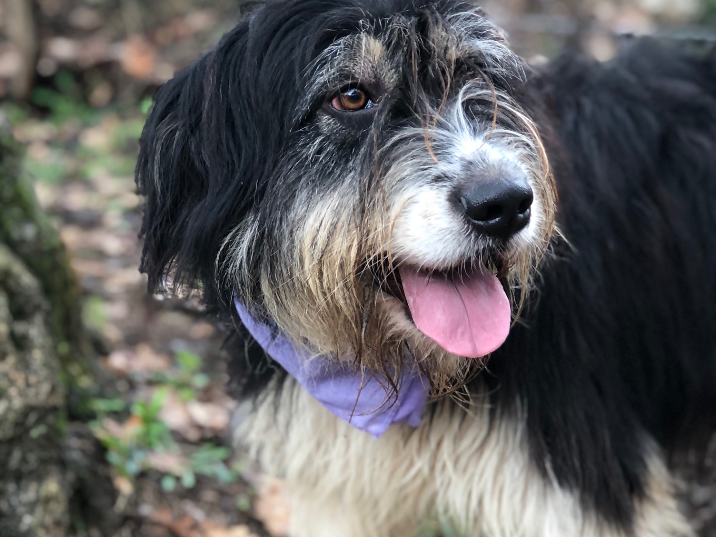 Adotta un cane, taglia grande, femmina, Latina