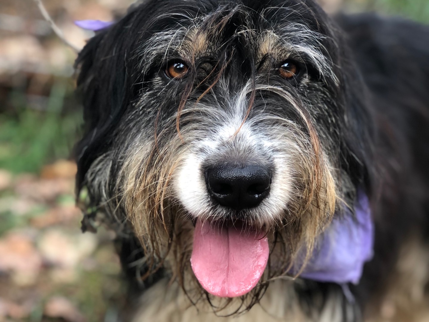 Vuoi adottare un cane a Latina?