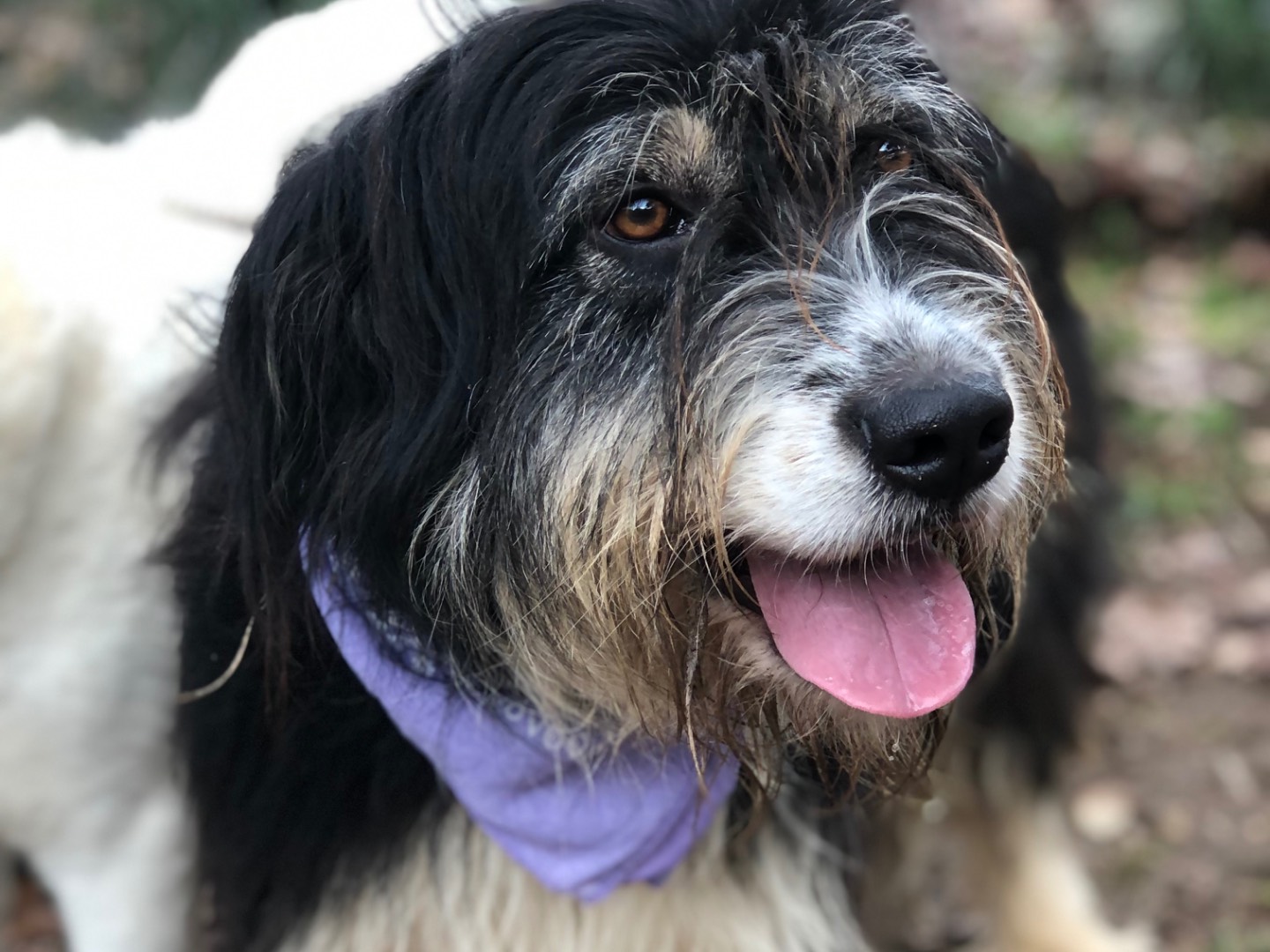 Adotta il cane Nana a Latina