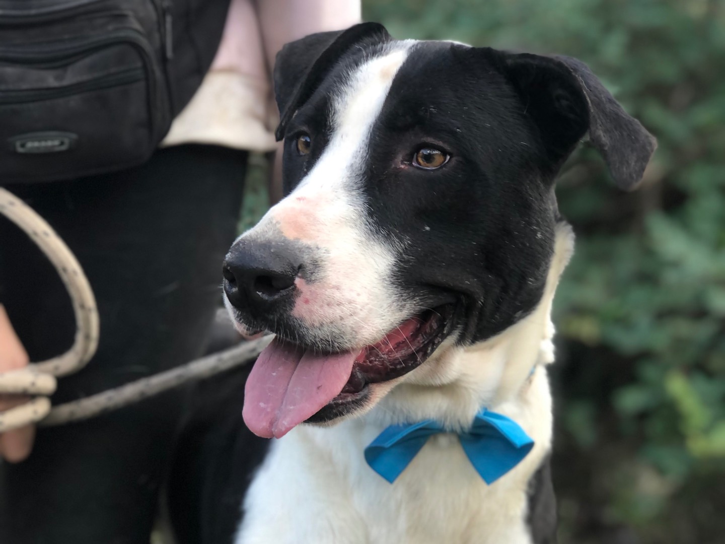 Adozione cane, maschio, Razza sconosciuta Razza sconosciuta, 3 anni e 1 mese, taglia media, Latina