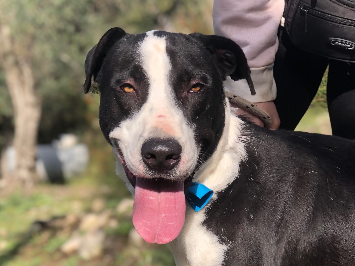 Adotta un cane, maschio, 3 anni e 1 mese, Latina