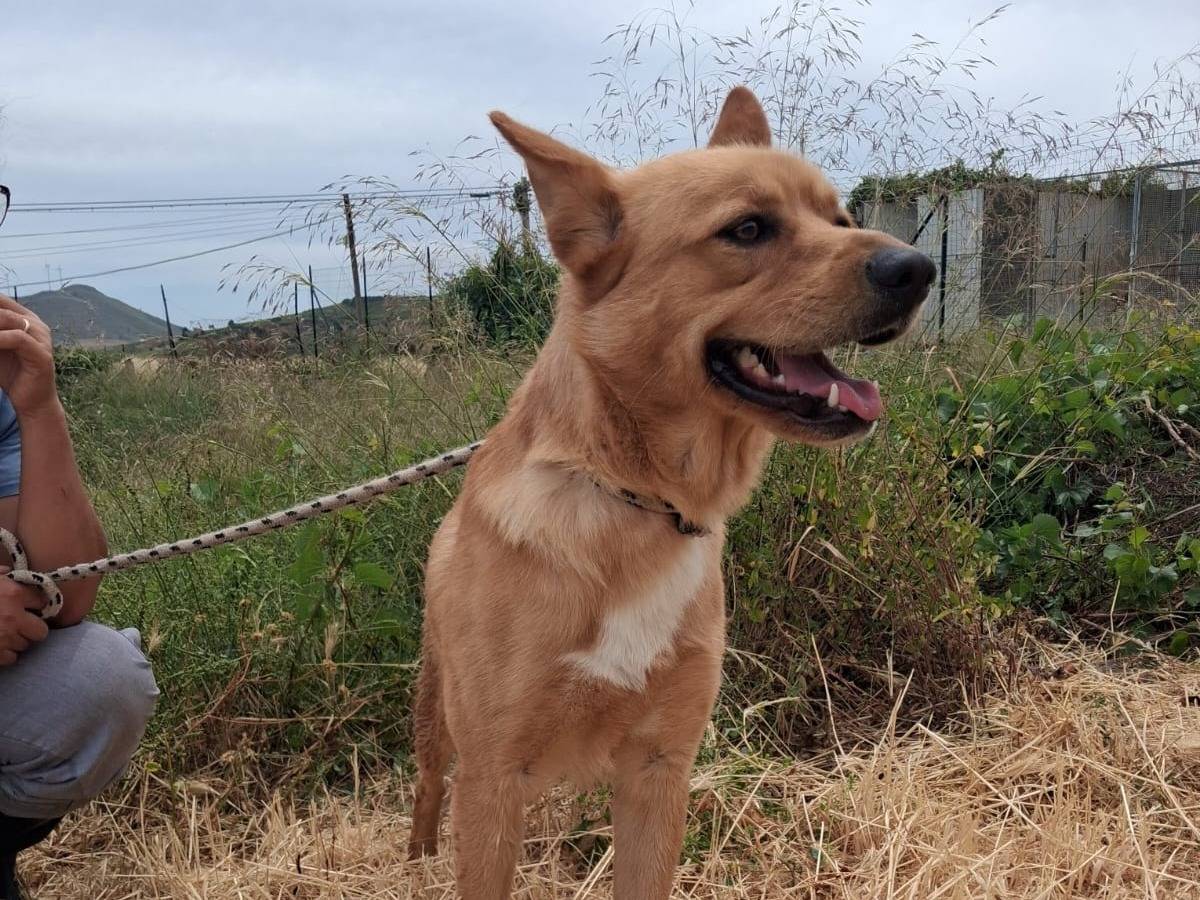 Adozione cane, maschio, Razza sconosciuta Razza sconosciuta, 1 anno e 2 mesi, taglia media, Trapani