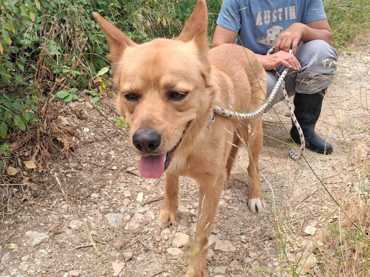 Adotta un cane, maschio, 1 anno e 2 mesi, Trapani