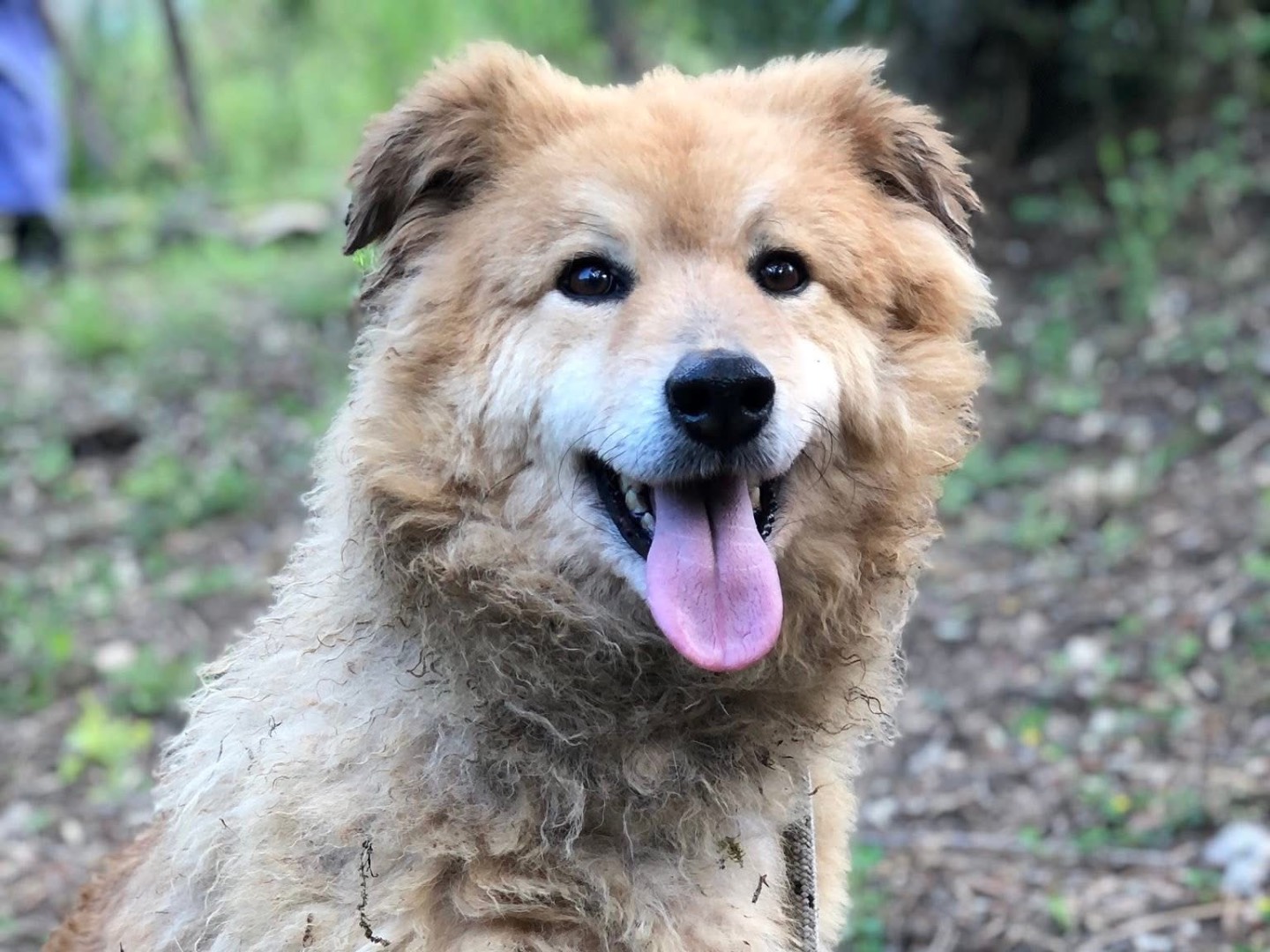 Adozione cane, maschio, Razza sconosciuta Razza sconosciuta, 7 anni e 8 mesi, taglia media, Latina