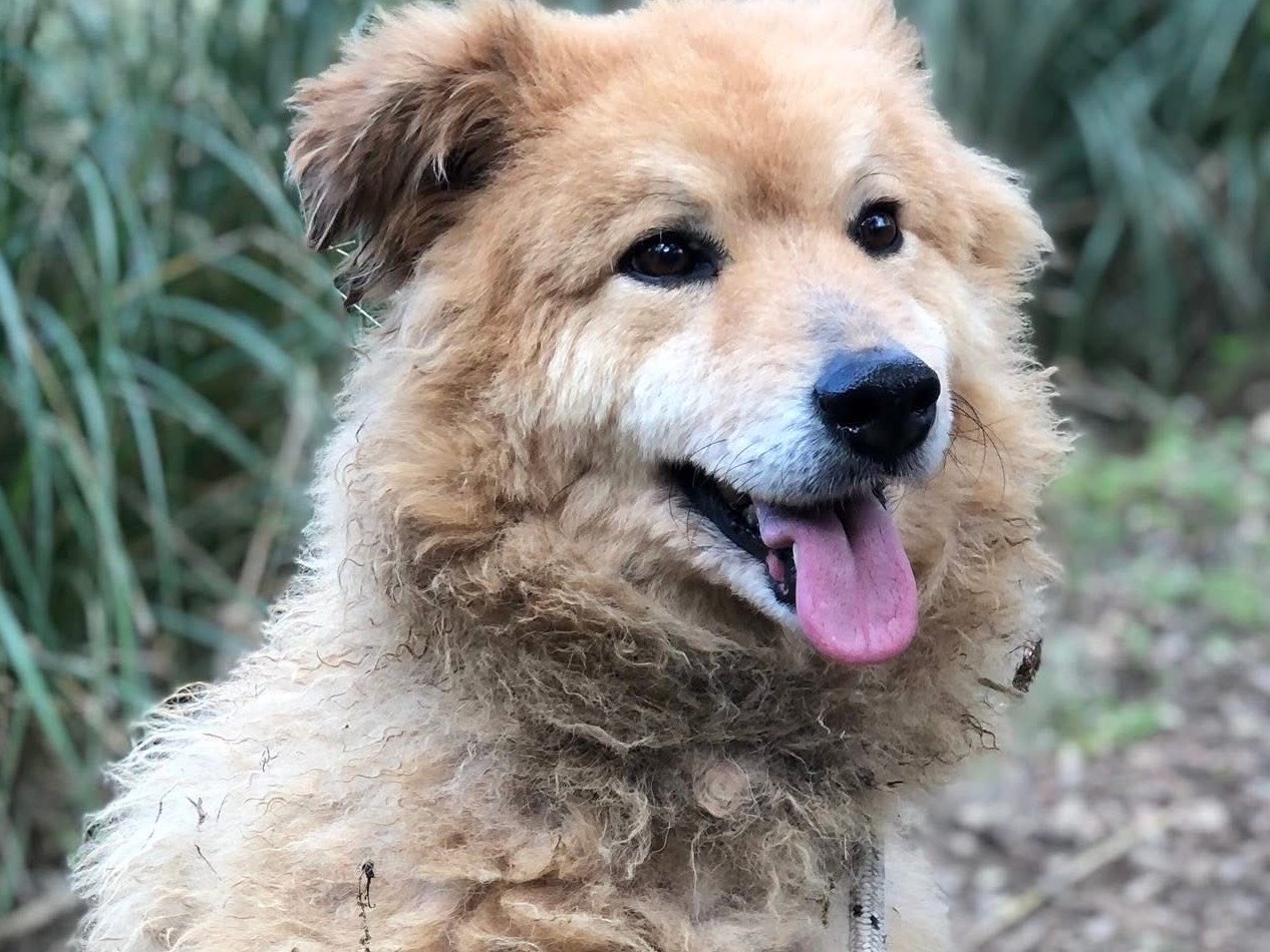 Adotta un cane, maschio, 7 anni e 8 mesi, Latina