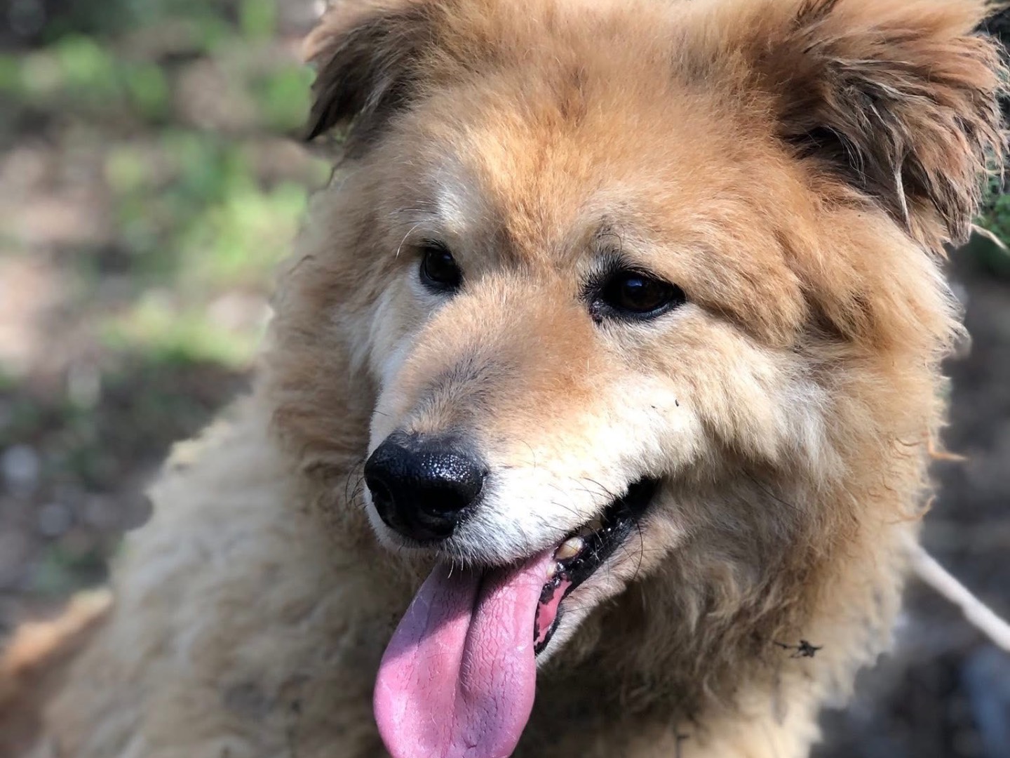 Adotta un cane, taglia media, maschio, Latina