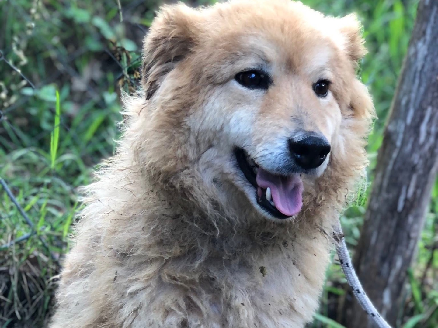 Vuoi adottare un cane a Latina?