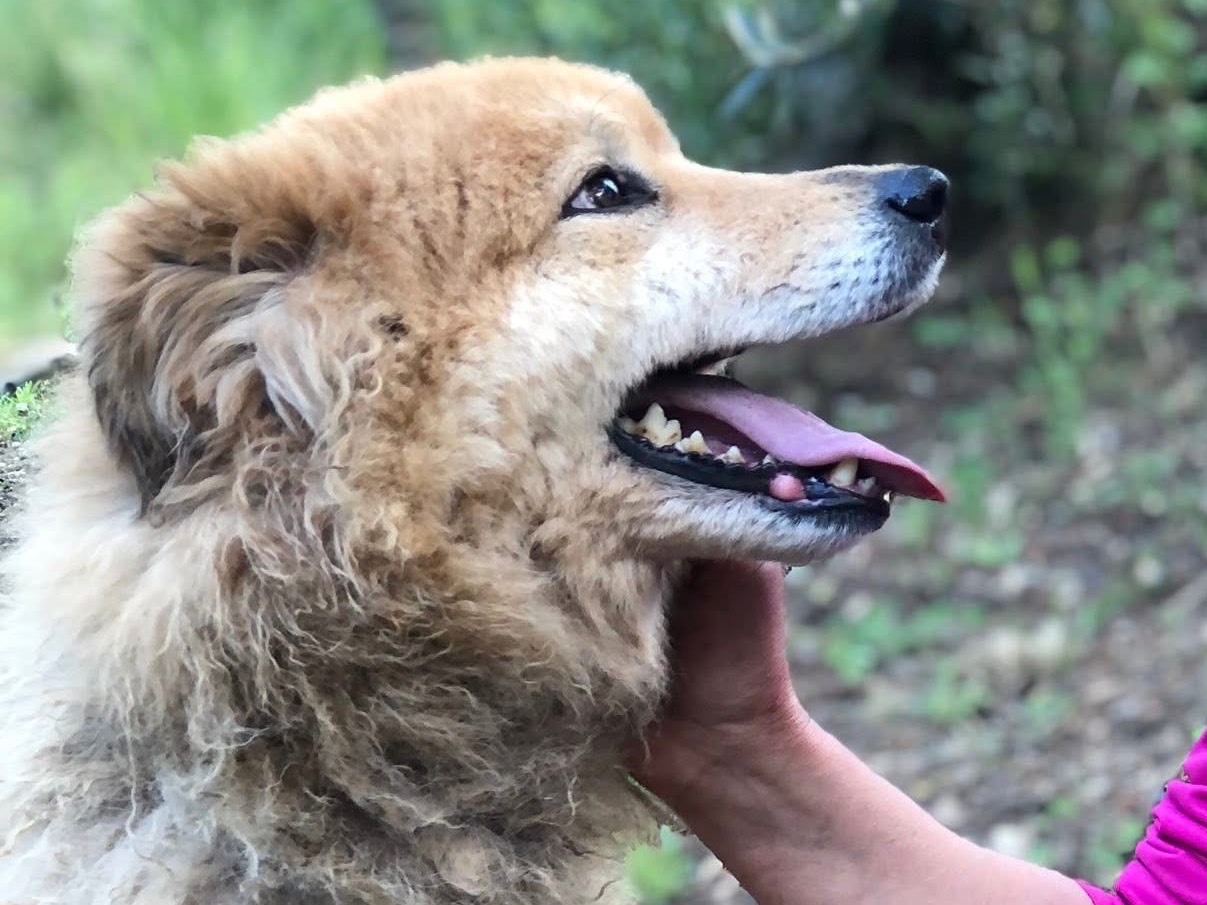 Adotta il cane Winnie a Latina