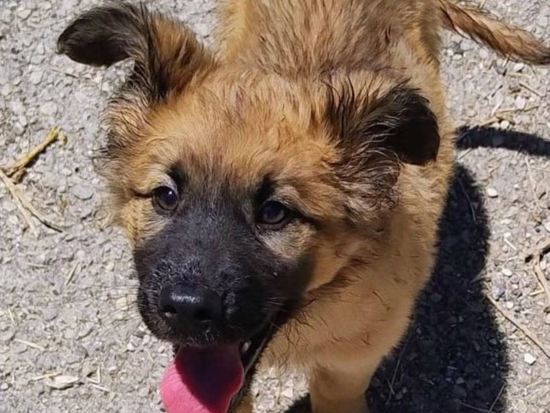 Adotta un cane, maschio, 4 mesi, Trapani