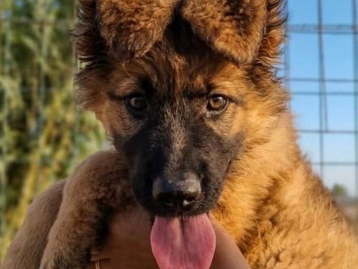 Adotta un cane, taglia media, maschio, Trapani
