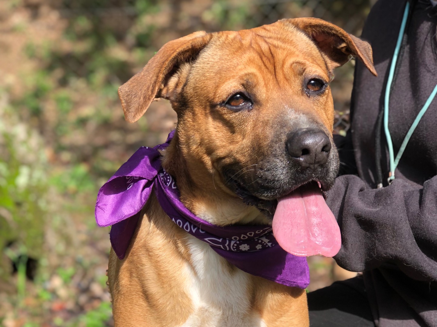 Adozione cane, femmina, Razza sconosciuta Razza sconosciuta, 4 anni e 8 mesi, taglia media, Latina