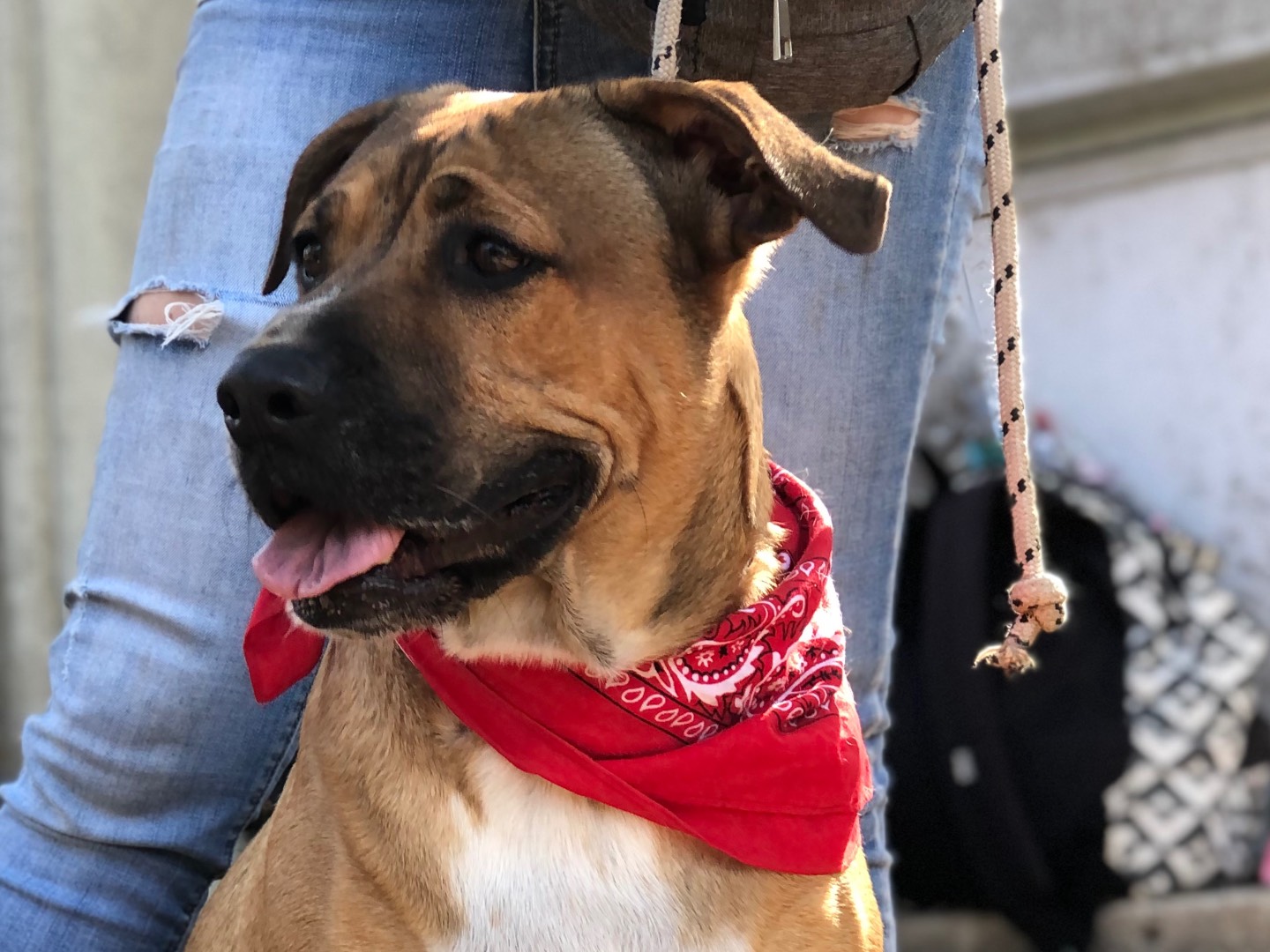 Adotta un cane, femmina, 4 anni e 8 mesi, Latina