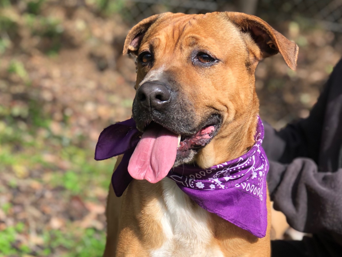 Adotta un cane, taglia media, femmina, Latina
