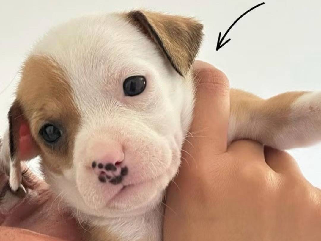 Adozione cane, femmina, Razza sconosciuta Razza sconosciuta, 3 mesi, taglia media contenuta, Trapani