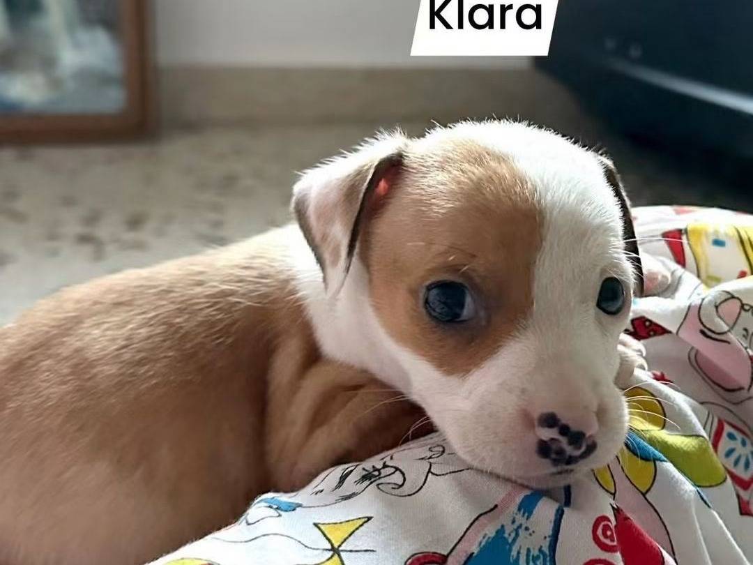 Adotta un cane, femmina, 3 mesi, Trapani