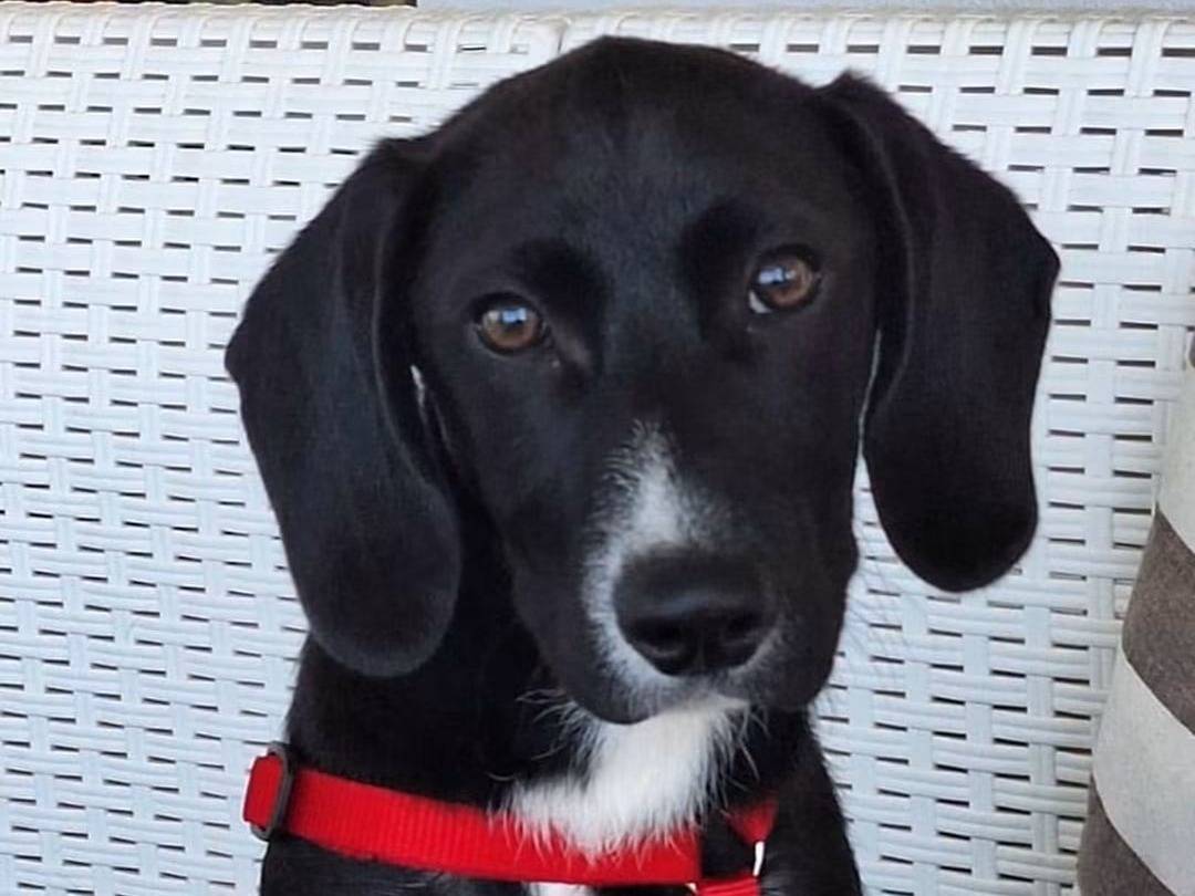 Adozione cane, maschio, Razza sconosciuta Razza sconosciuta, 5 mesi, taglia media, Trapani
