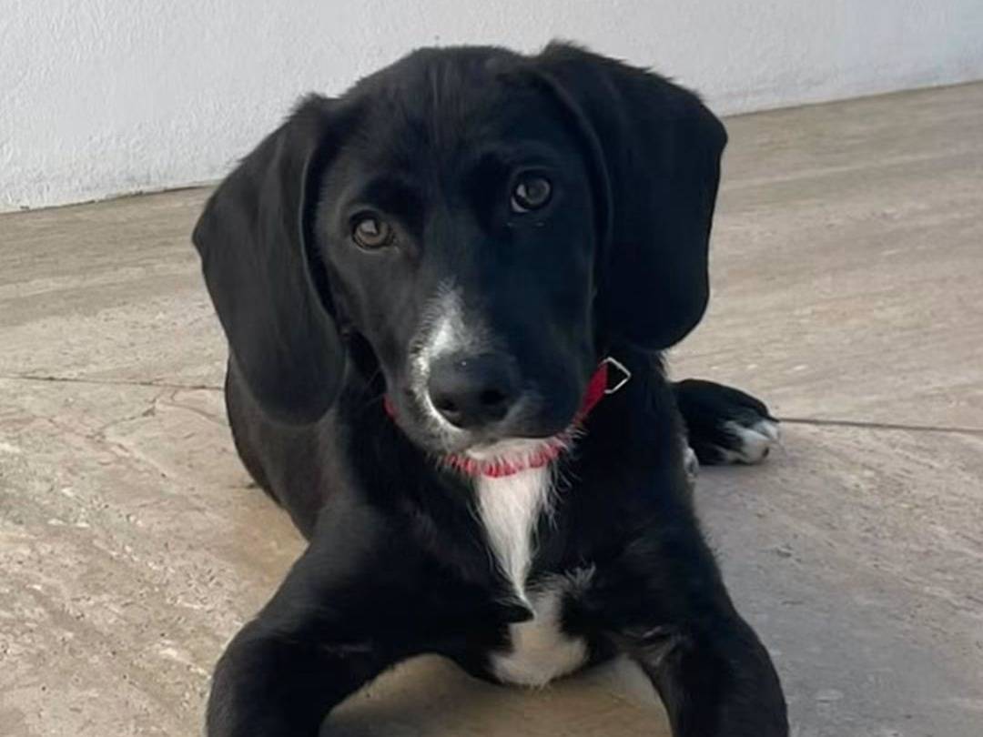 Adotta un cane, maschio, 5 mesi, Trapani