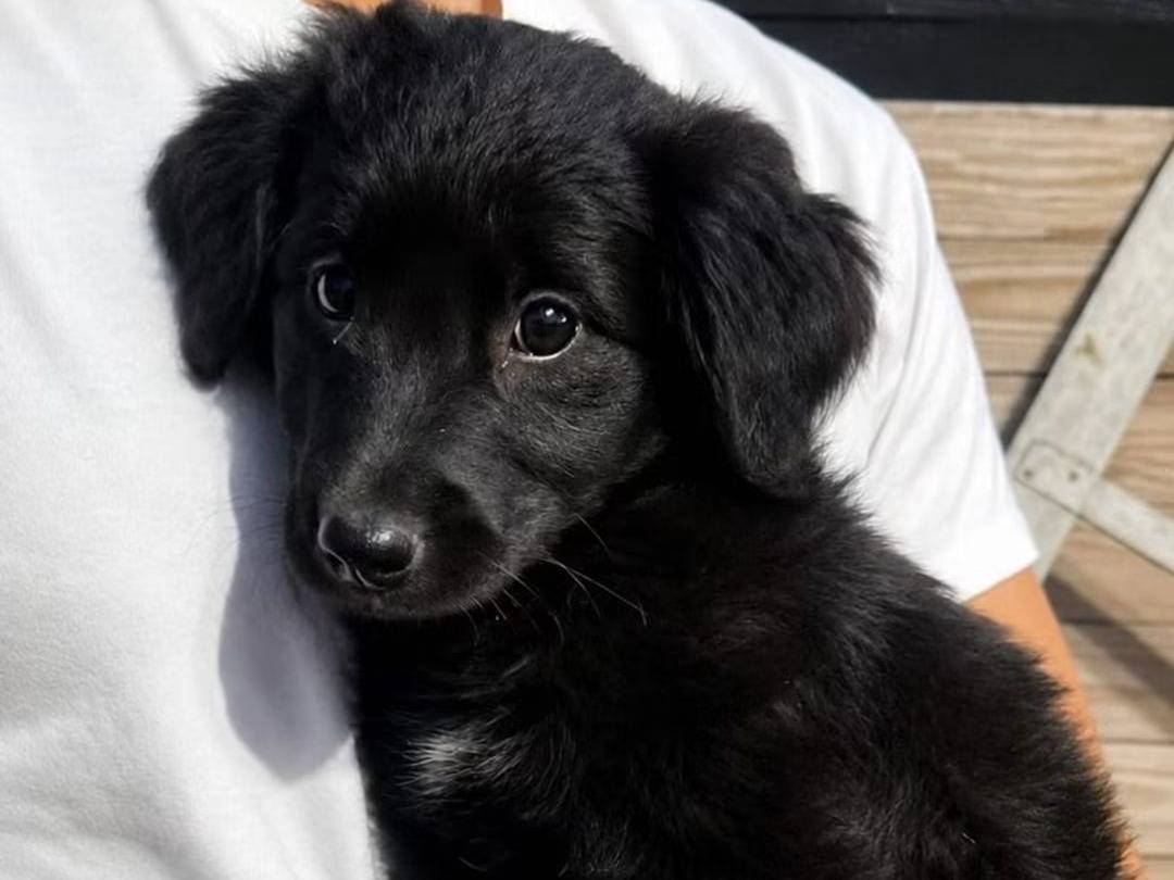 Adozione cane, femmina, Razza sconosciuta Razza sconosciuta, 1 anno e 3 mesi, taglia media, Trapani