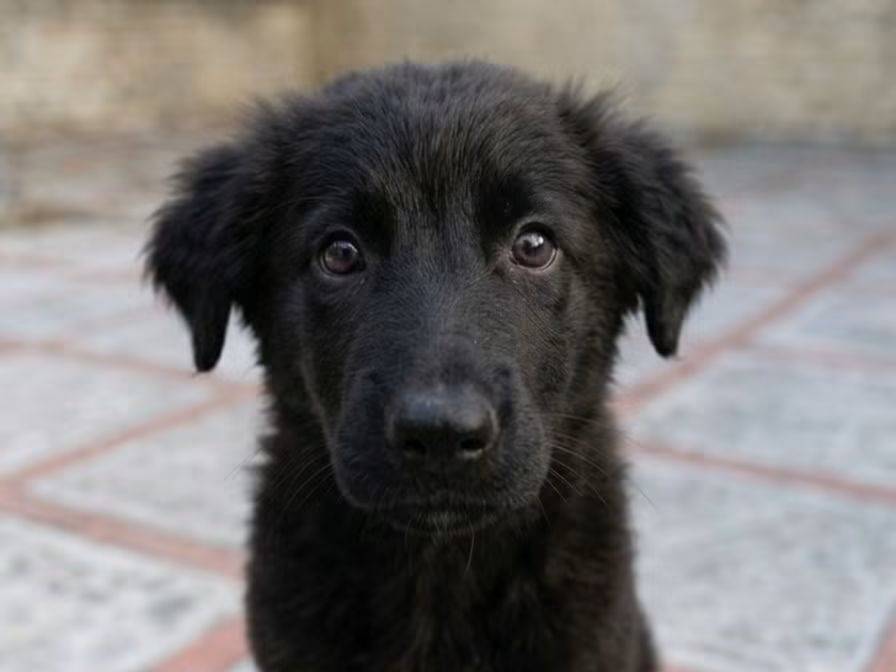 Adozione cane, femmina, Razza sconosciuta Razza sconosciuta, 4 mesi, taglia media, Trapani