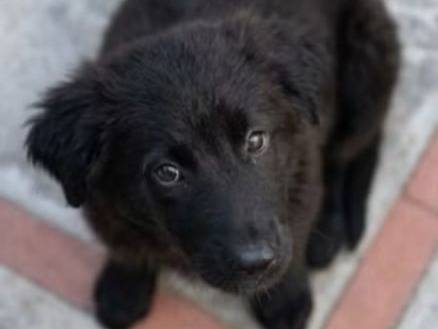 Adotta un cane, femmina, 4 mesi, Trapani