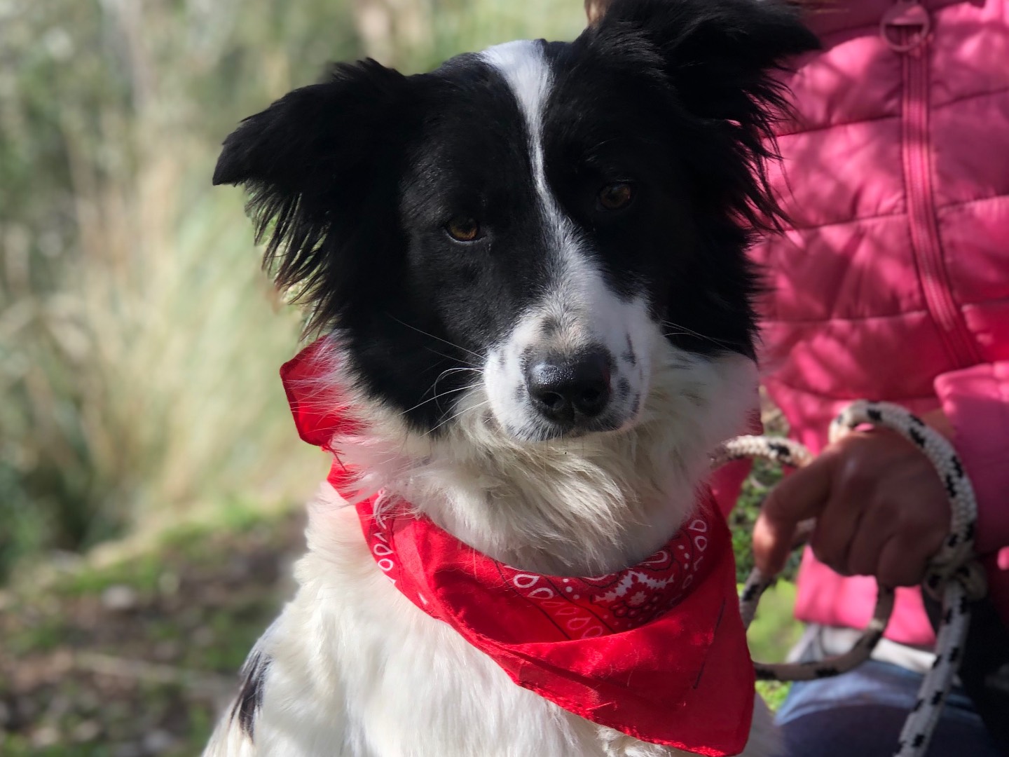 Adotta un cane, femmina, 2 anni e 5 mesi, Latina