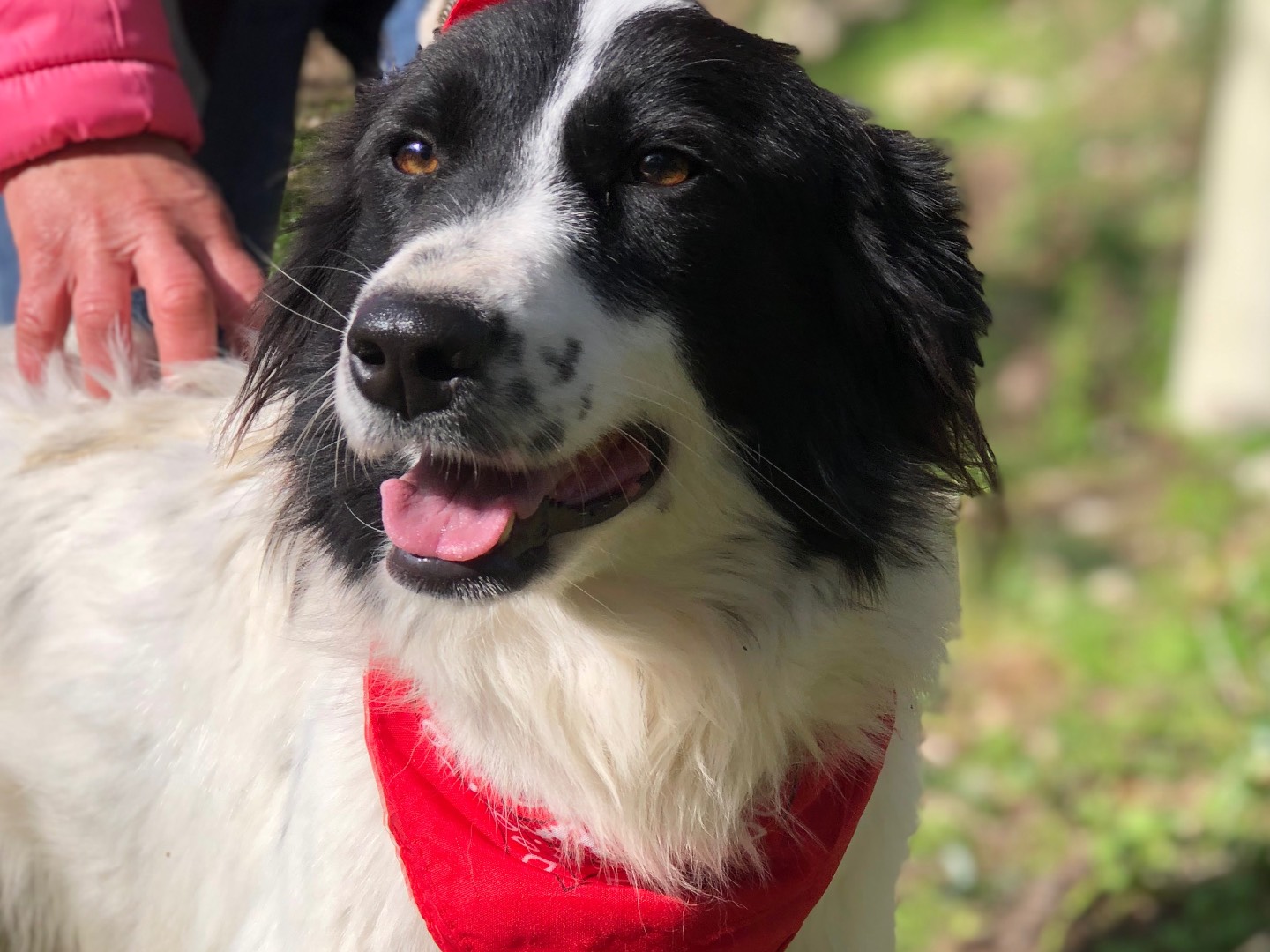 Adotta un cane, taglia media, femmina, Latina