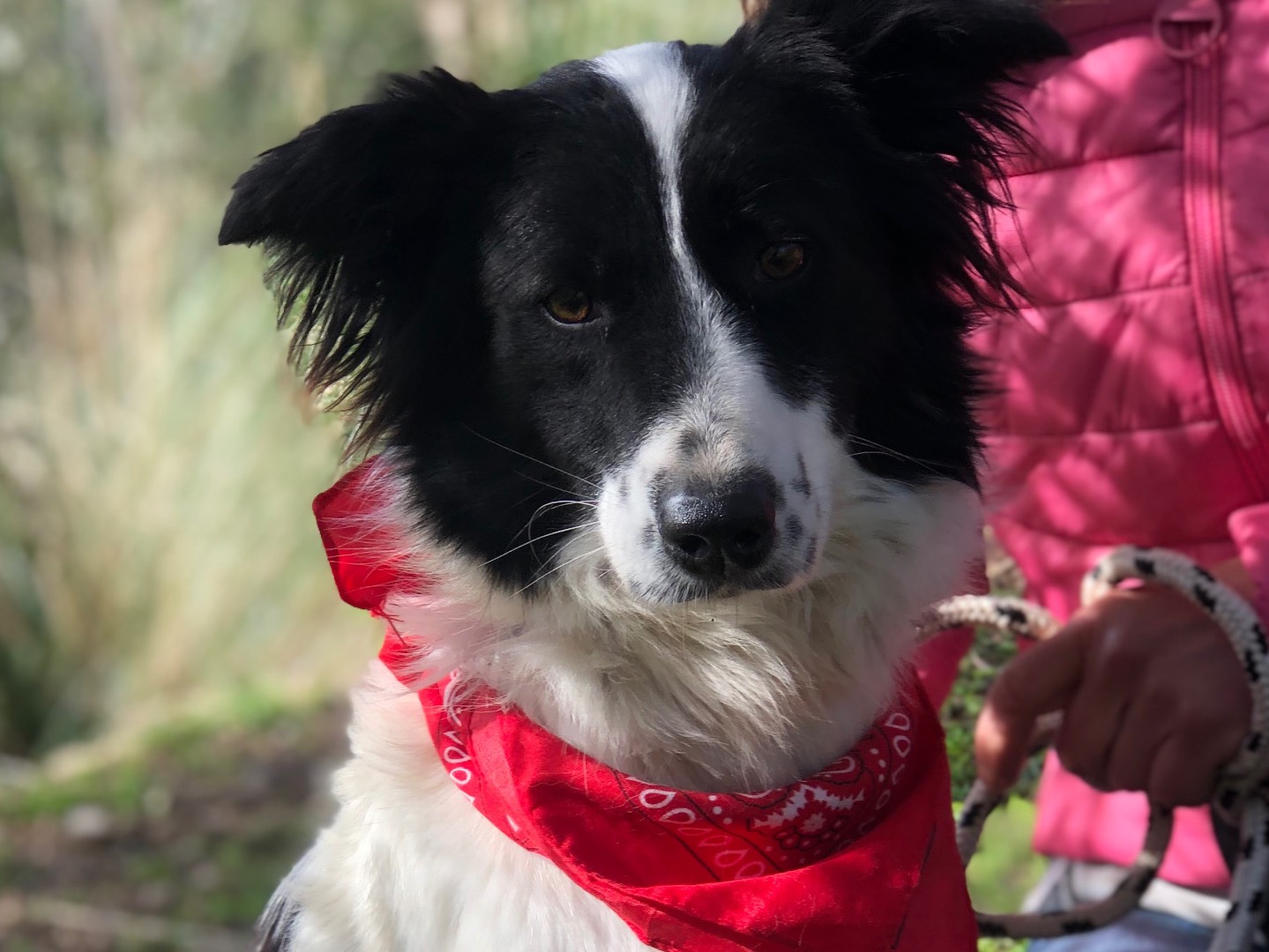 Adotta il cane Vicky  a Latina