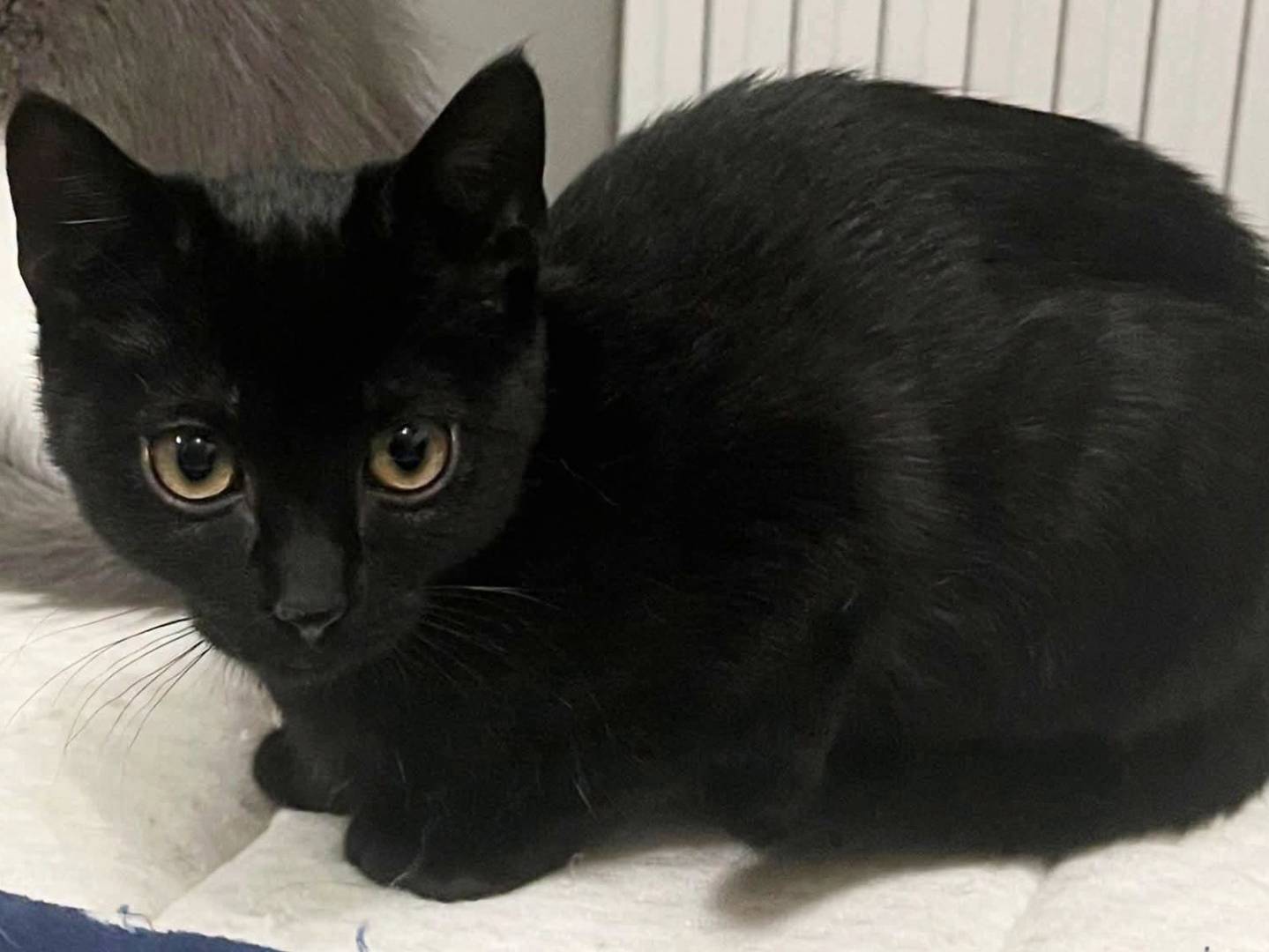 Adozione gatto, maschio, Razza sconosciuta Razza sconosciuta, 3 mesi, taglia non valida, Torino