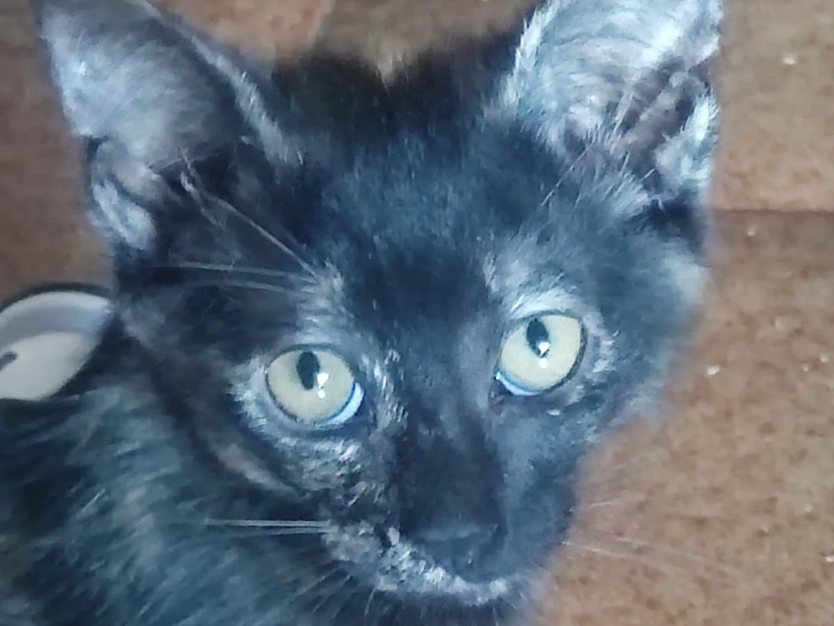Adozione gatto, femmina, Razza sconosciuta Razza sconosciuta, 3 mesi, taglia non valida, Lucca