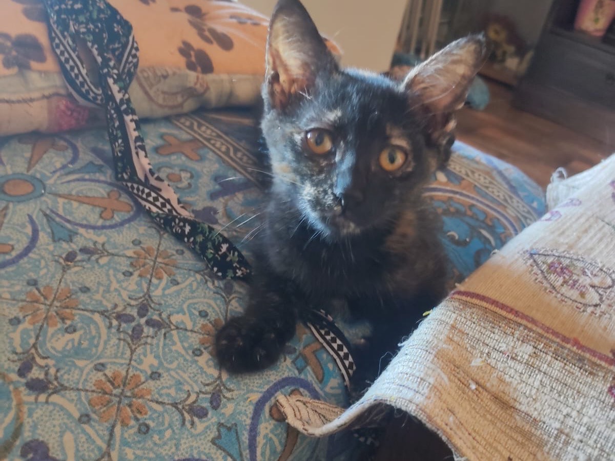 Adotta un gatto, femmina, 3 mesi, Lucca