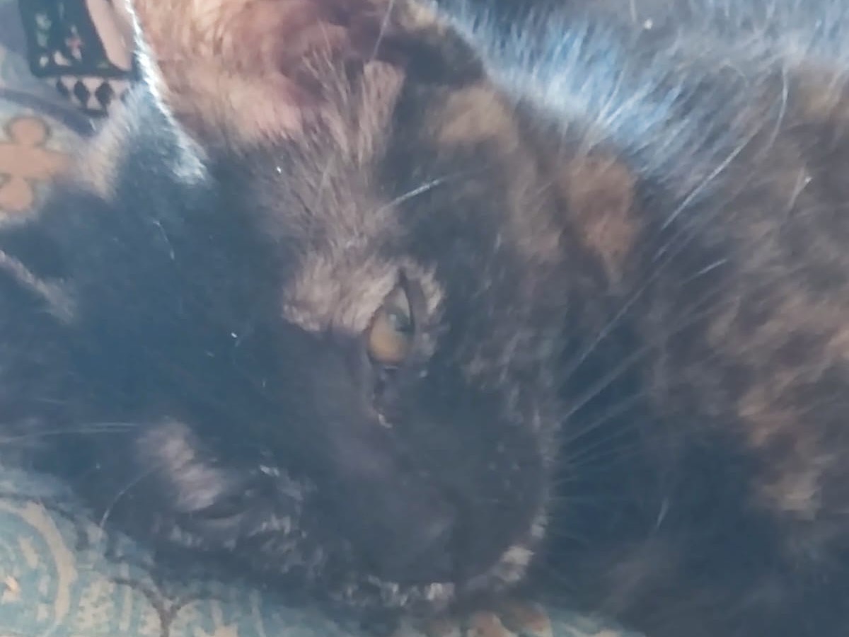 Adotta un gatto, taglia non valida, femmina, Lucca