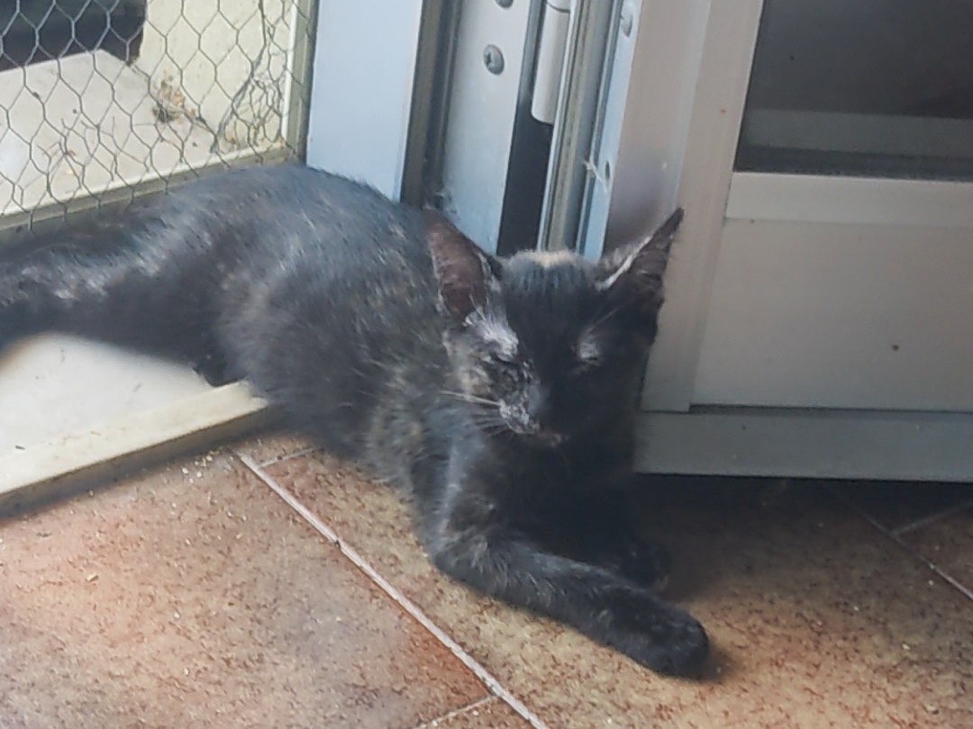 Vuoi adottare un gatto a Lucca?
