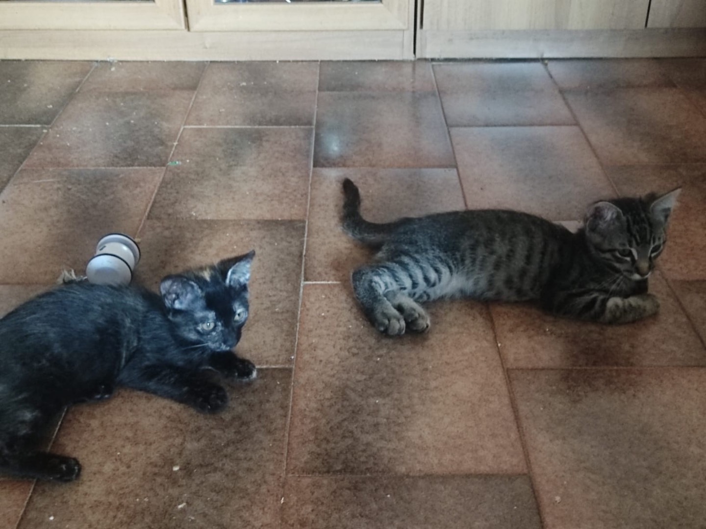 Adotta il gatto TARTA a Lucca
