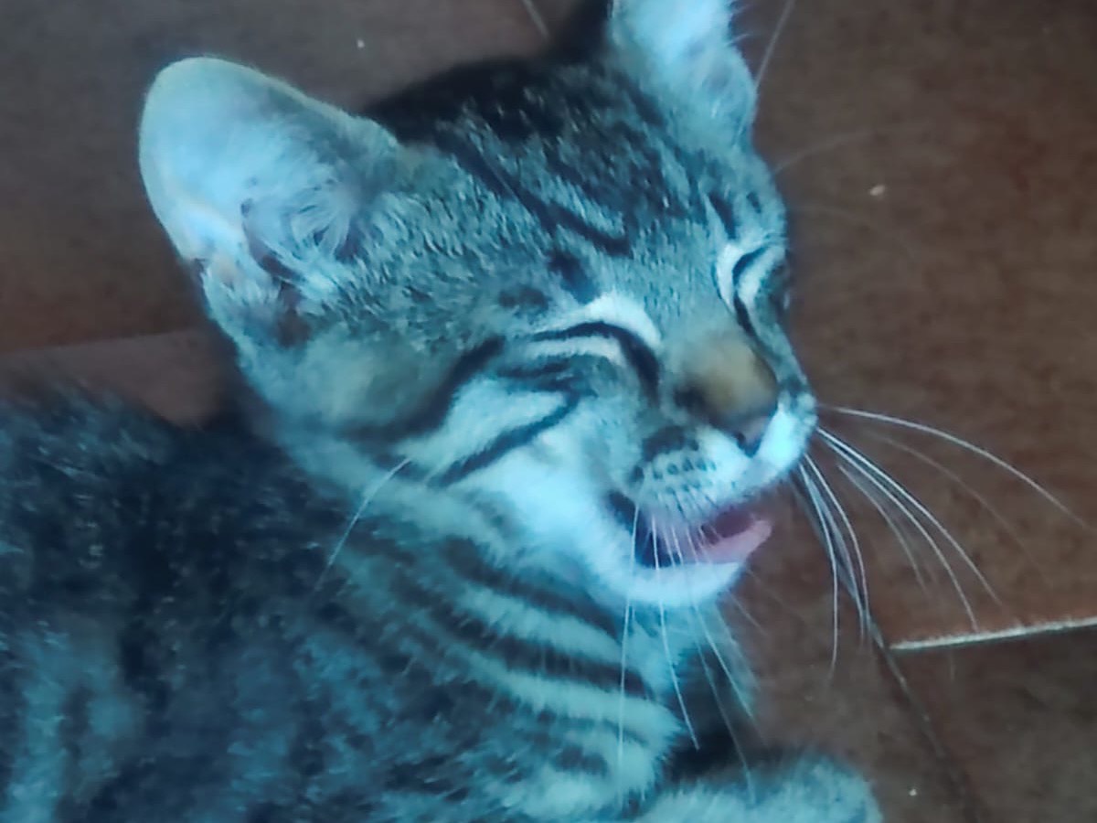Adozione gatto, maschio, Razza sconosciuta Razza sconosciuta, 3 mesi, taglia non valida, Lucca