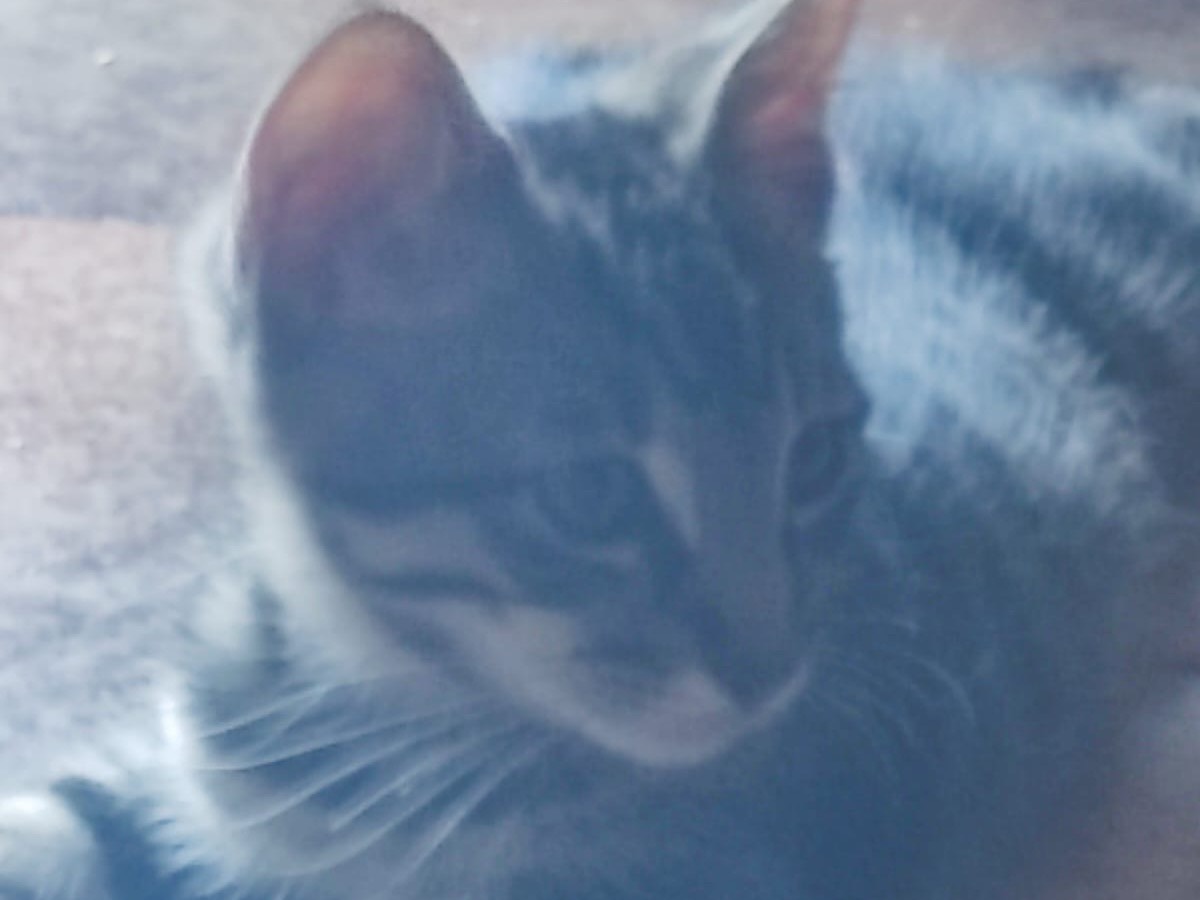 Adotta un gatto, maschio, 3 mesi, Lucca