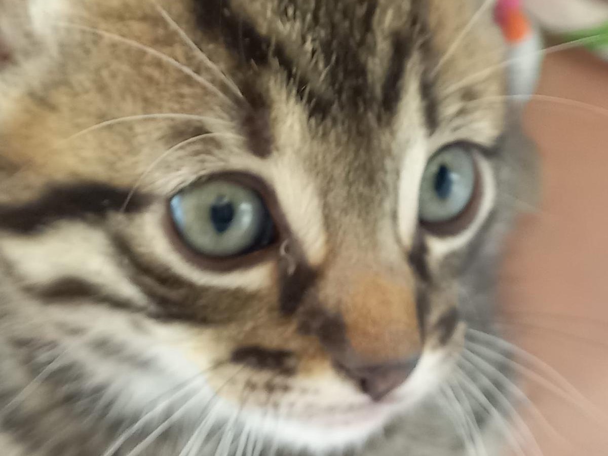 Adotta un gatto, taglia non valida, maschio, Lucca