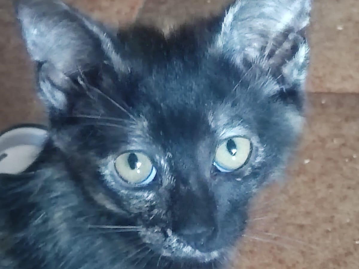 Adotta il gatto TIGRO a Lucca