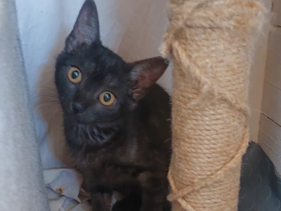 Adozione gatto, femmina, Razza sconosciuta Razza sconosciuta, 3 mesi, taglia non valida, Crotone