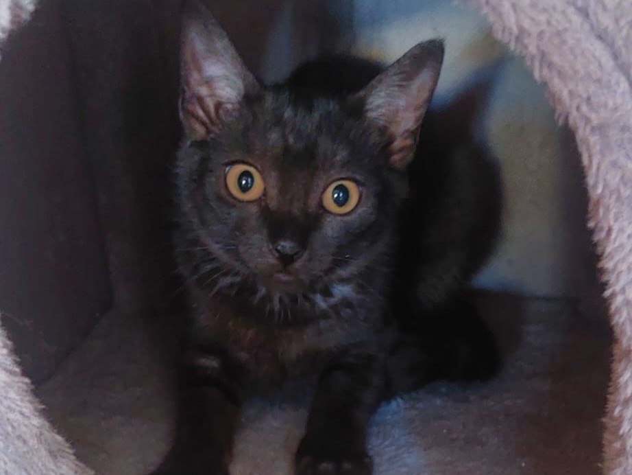 Adotta un gatto, femmina, 3 mesi, Crotone