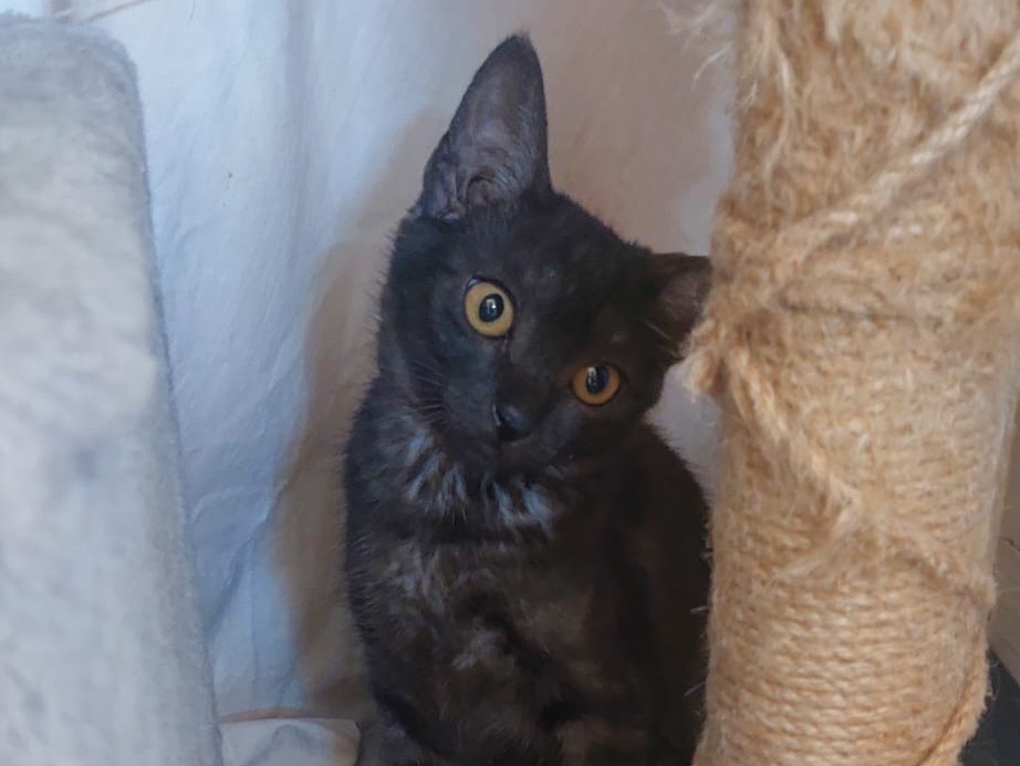 Adotta un gatto, taglia non valida, femmina, Crotone